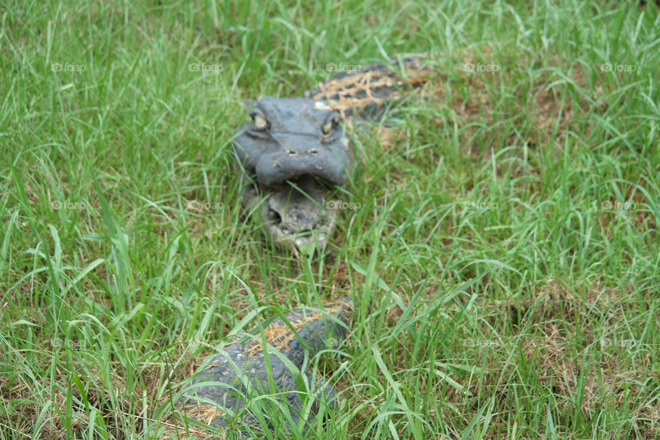 Fake Alligator in the grass under I-10  Mobile Bay Alabama 
