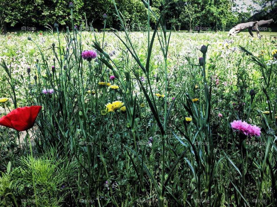 Wild flowers