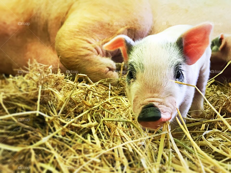 Pig, piglet, cute, animal, barn