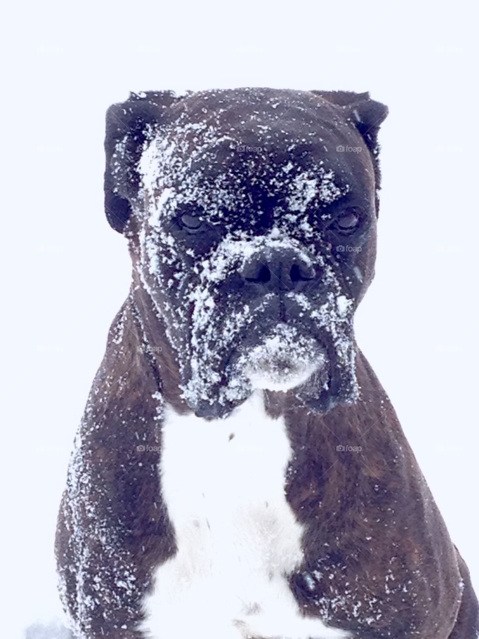 Winter magic with your dog