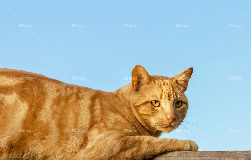 Orange cat & blue sky