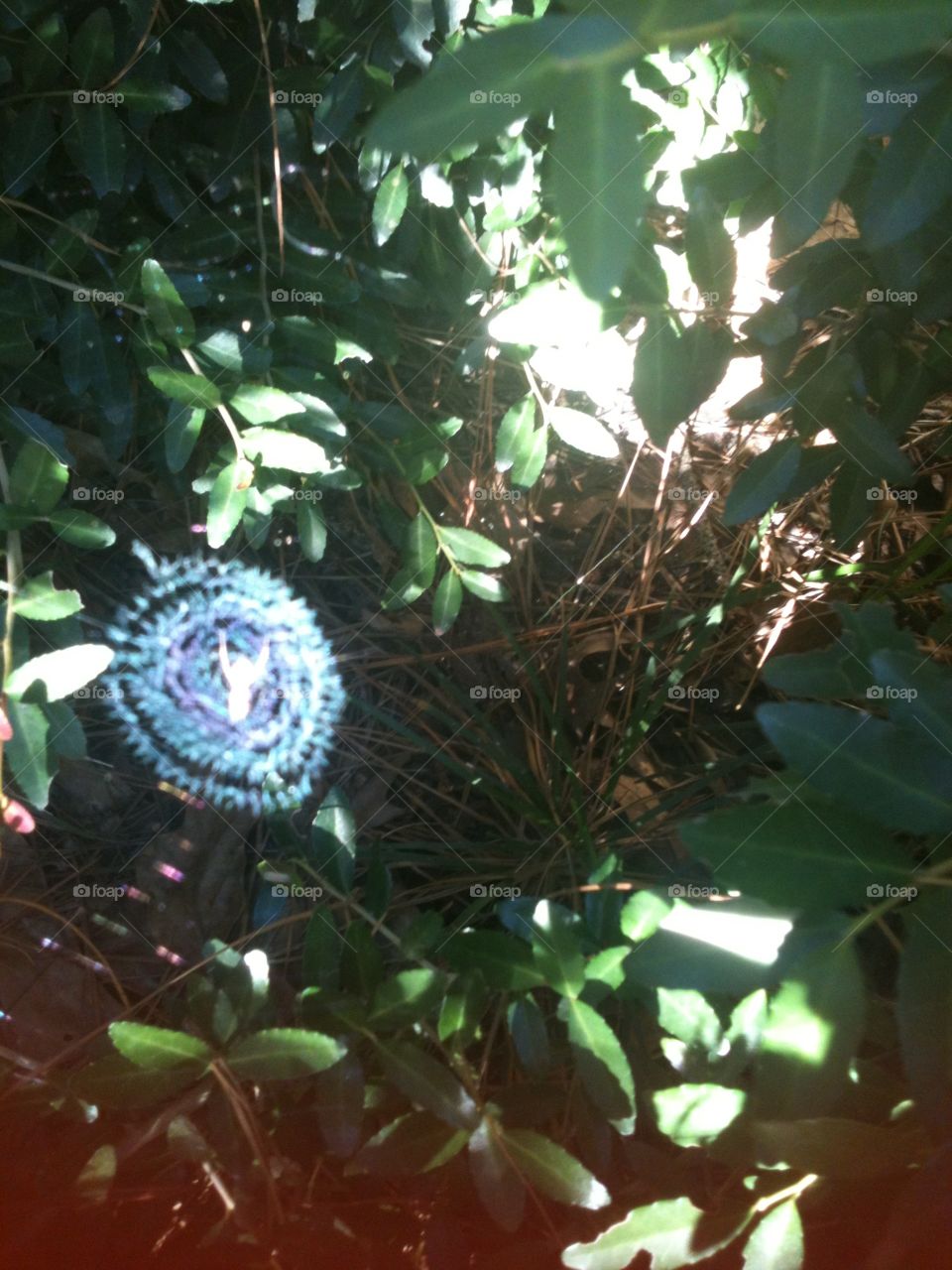Marvelous spider web spun on a bush