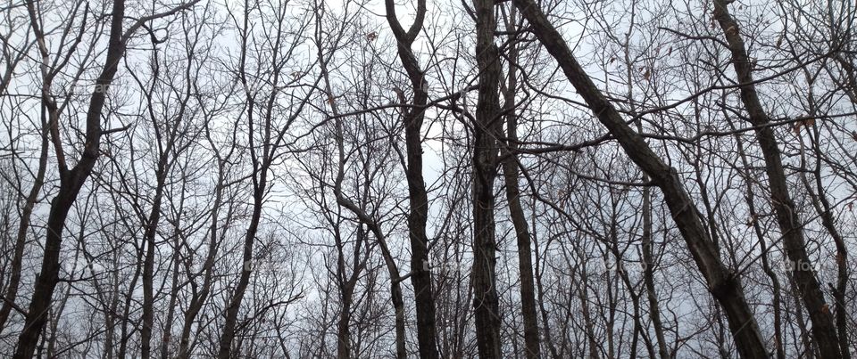 Bare trees in winter ❄️ 