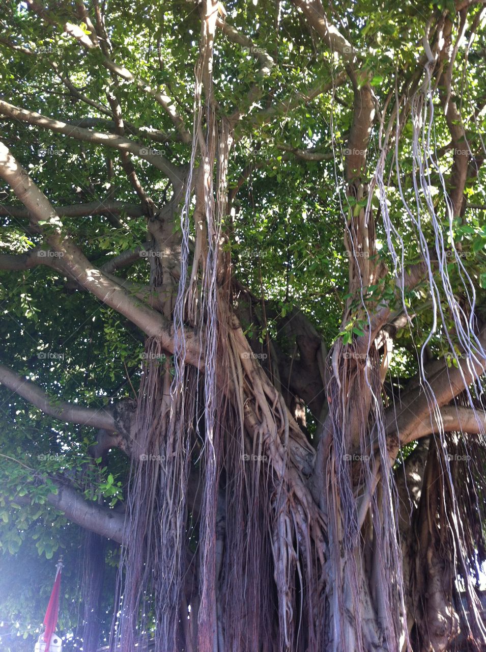 Bayside Banyan Tree