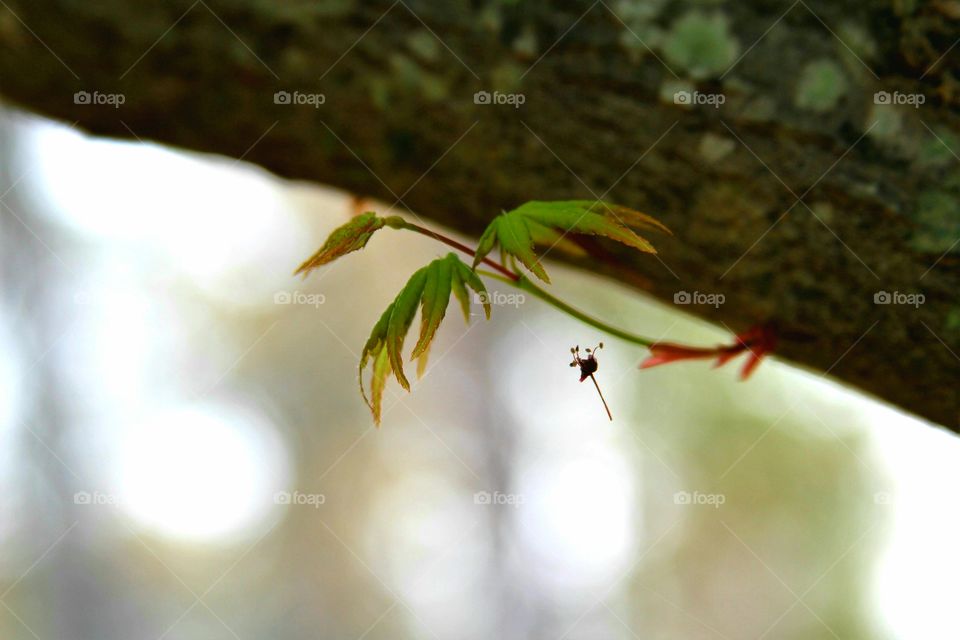 spent flower trapped in web .  spring.  new growth close to tree trunk.