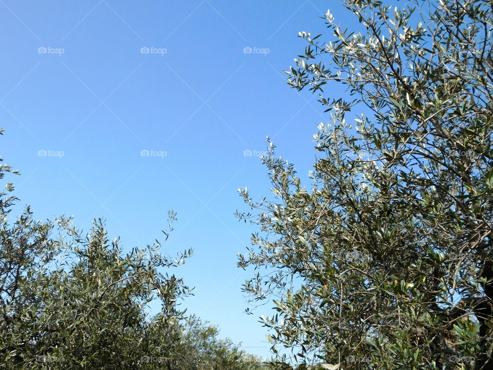 olive tree