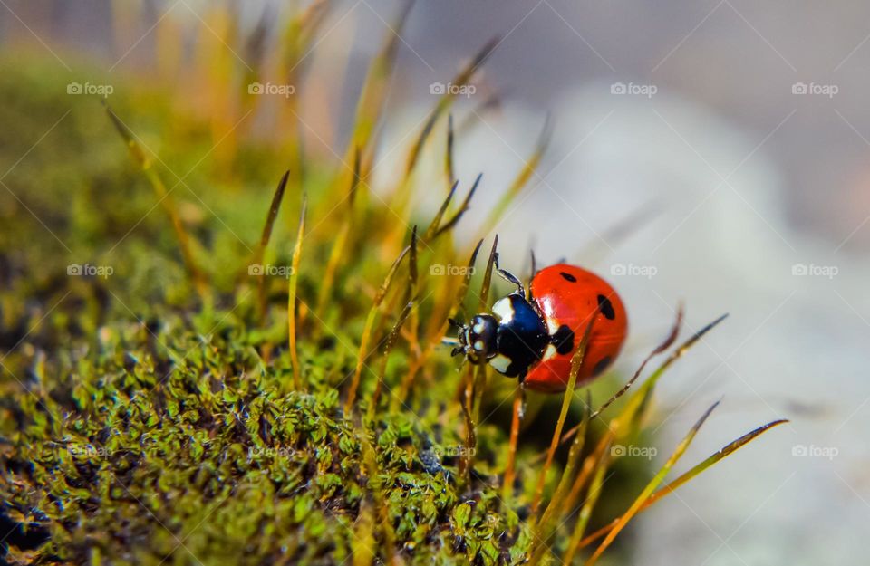 Ladybug