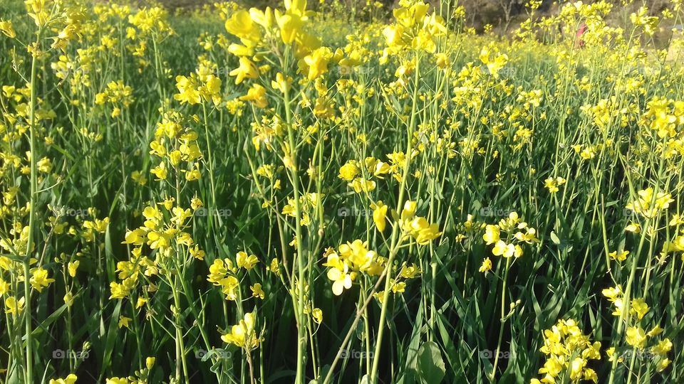 yellow flowers