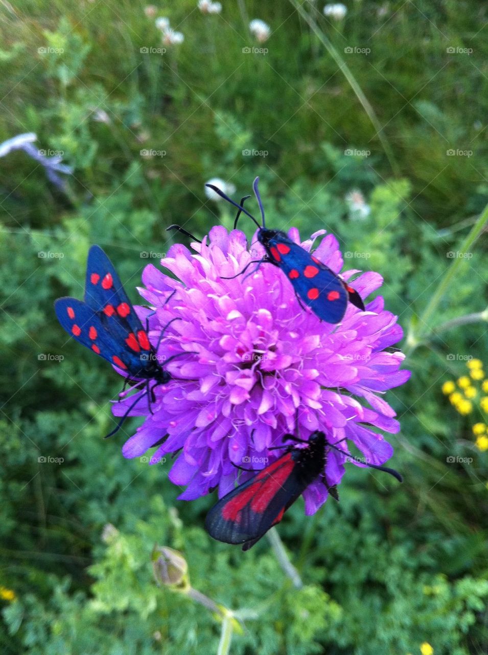 Flower with butterflies