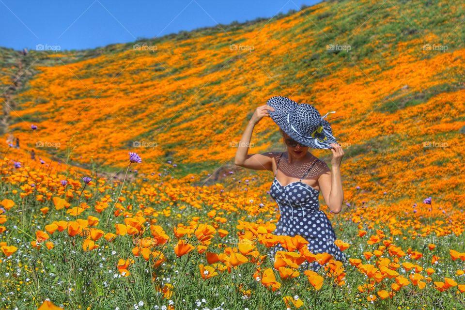 Poppy fields 