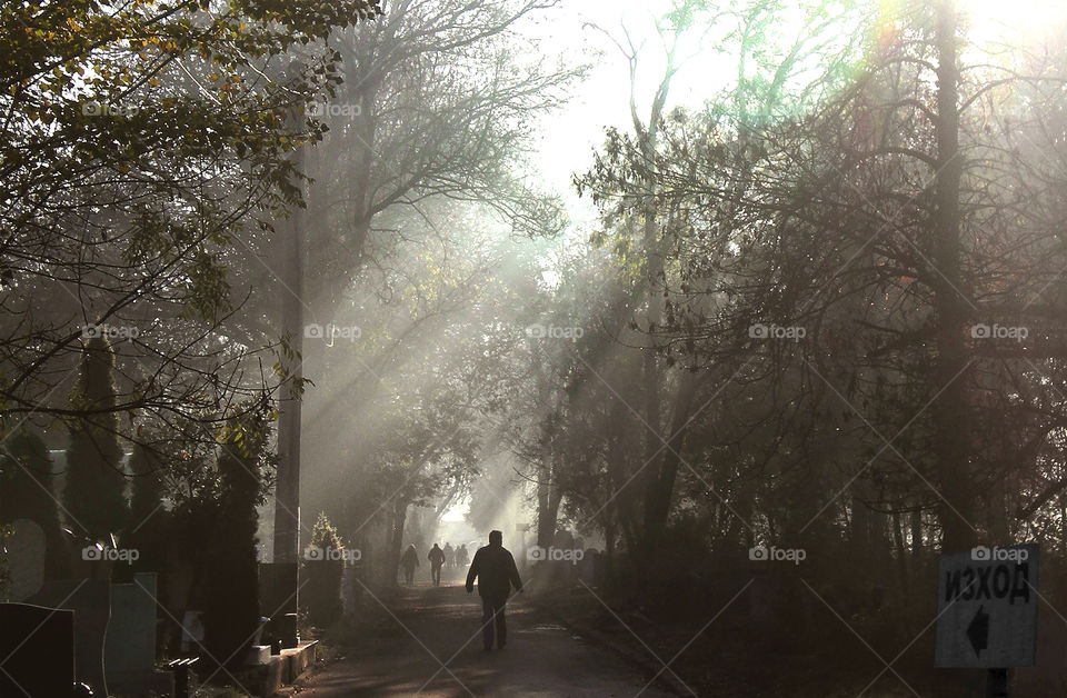 People walking in the Cemetery. 
Sun rays, trees, magic