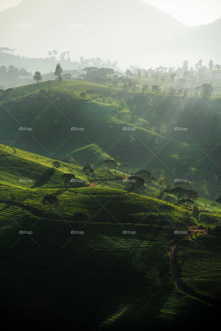 The lights spreading out the Cukul Tea Garden.