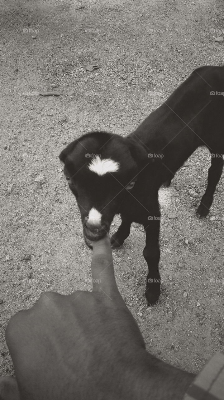 my beautiful and cute baby goat