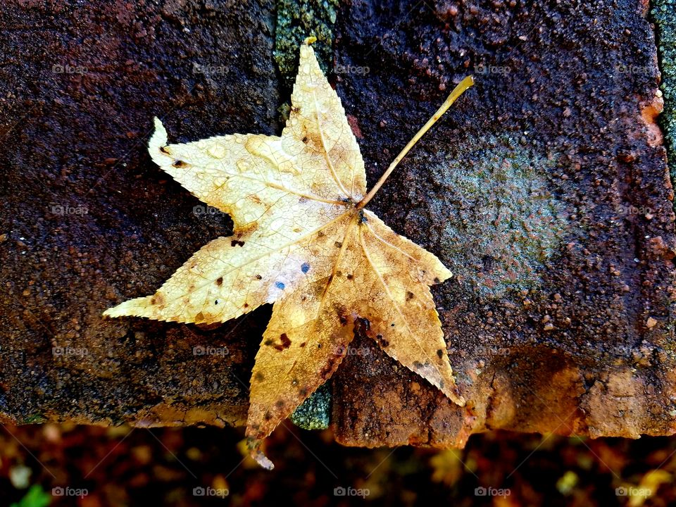 yellow leaf on brick