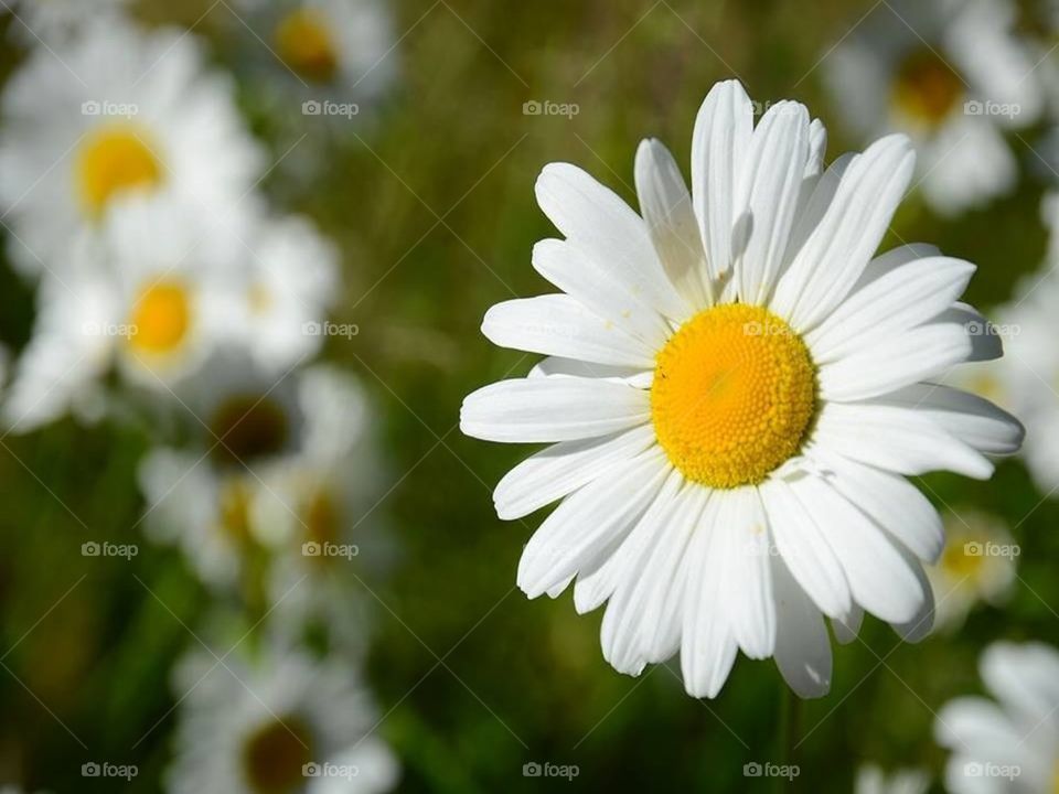 Oxeye daisy