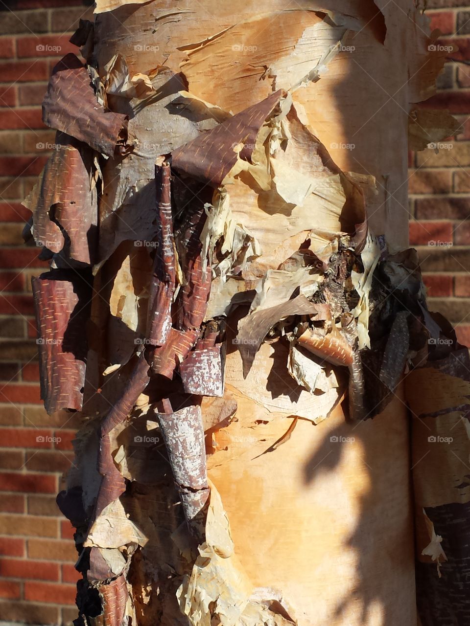 Birch bark against brick