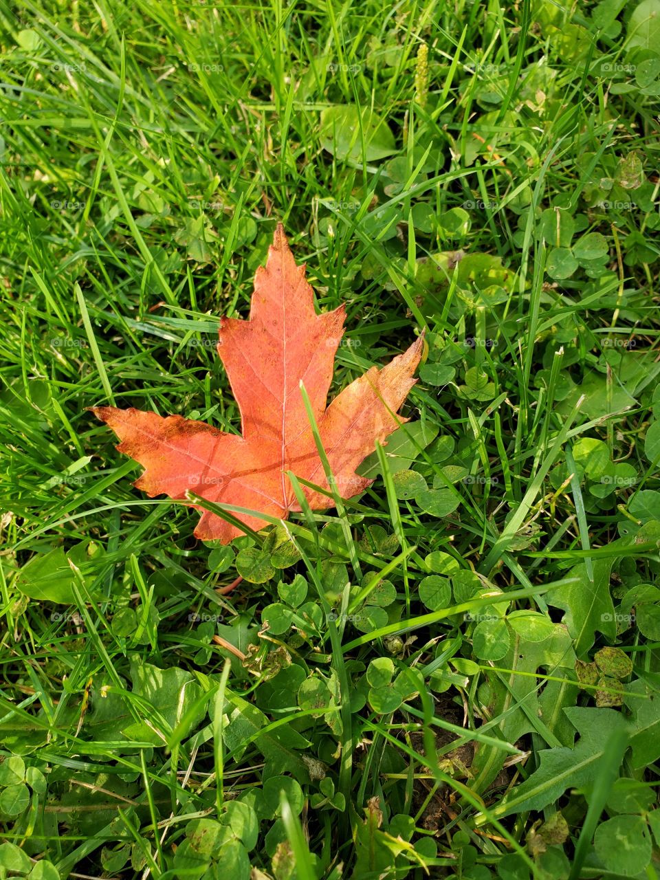 maple leaf