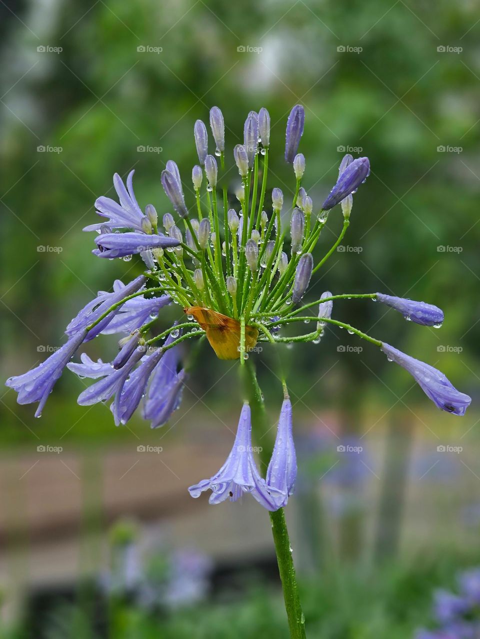 Blooming lavender color flower in the rain