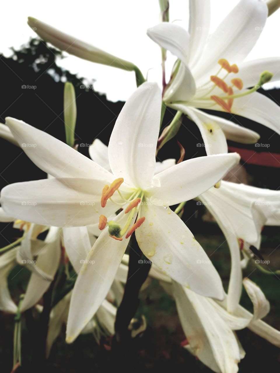 White lilies look beautiful and their smell is pleasant and refreshing