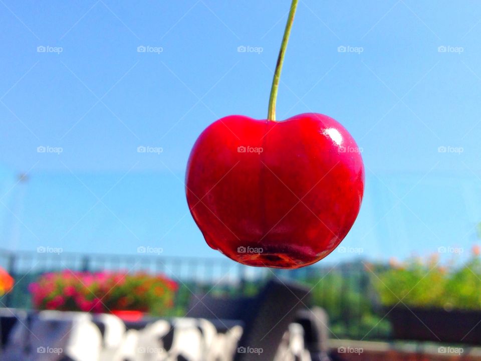 A red and fragrant cherry. Smell good and taste good around at the red cherry