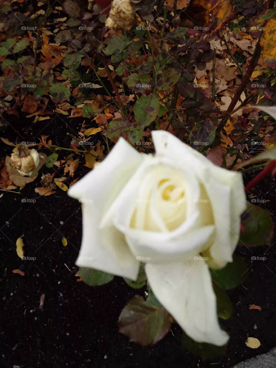 rosa
