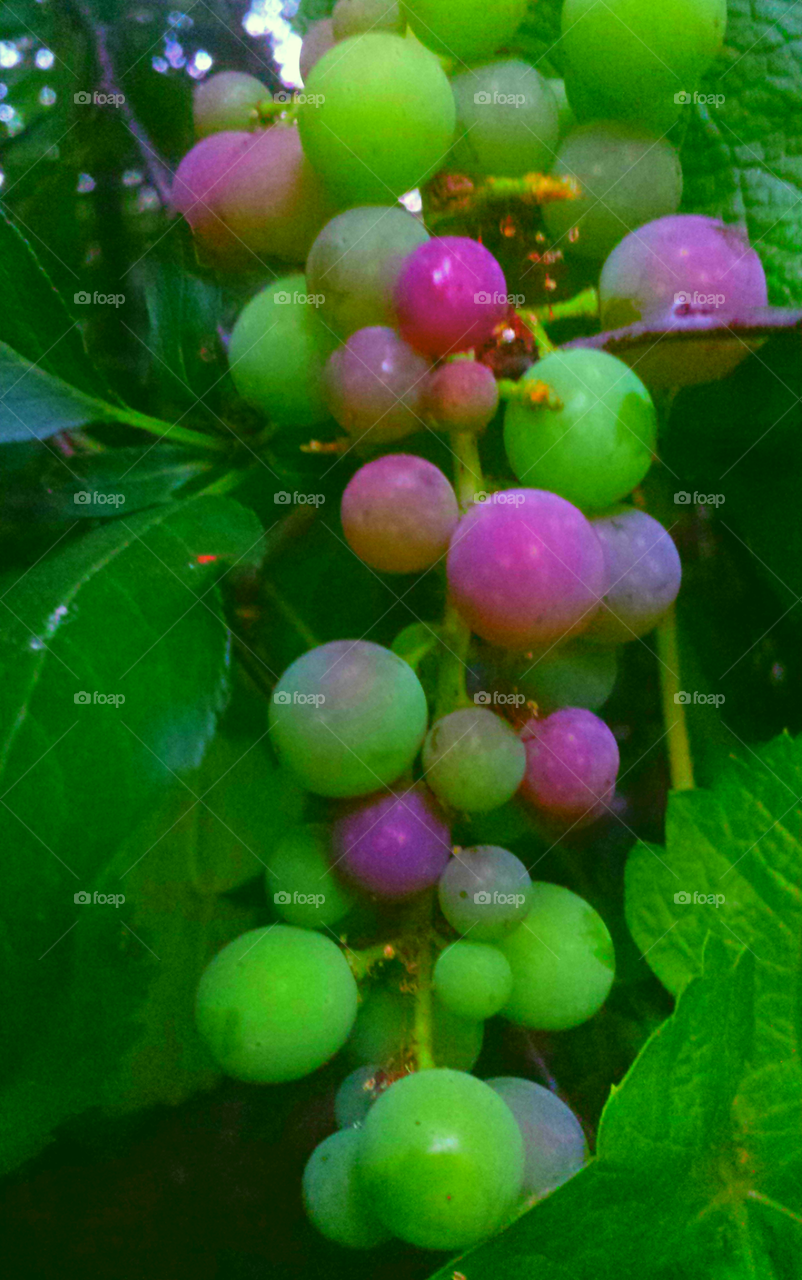 Purple & Green Grapes