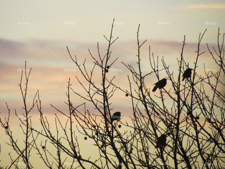 Songbirds at dawn