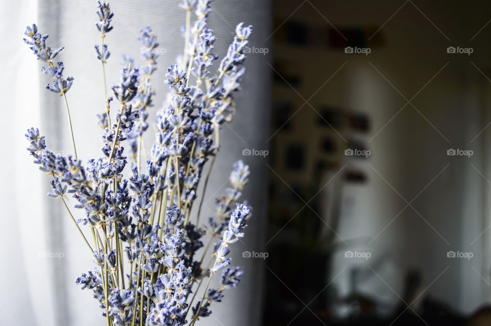 Lavender dried in quiet bedroom background image 