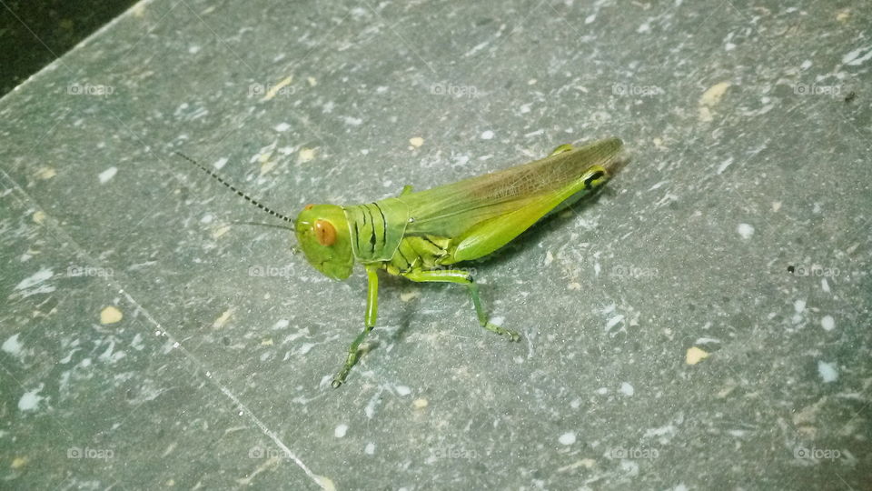 Locusts are sometimes solitary insects with lifestyles much like grasshoppers