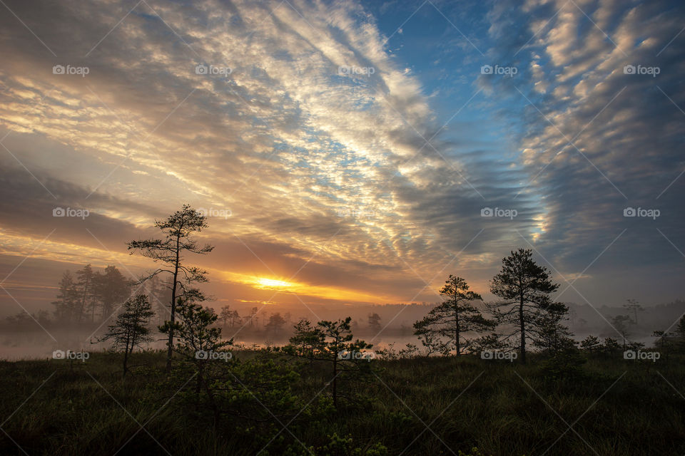 Summer morning in swamp. Sunrise time.