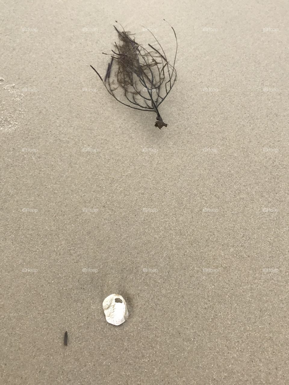 Seashell and sea debris on sand.