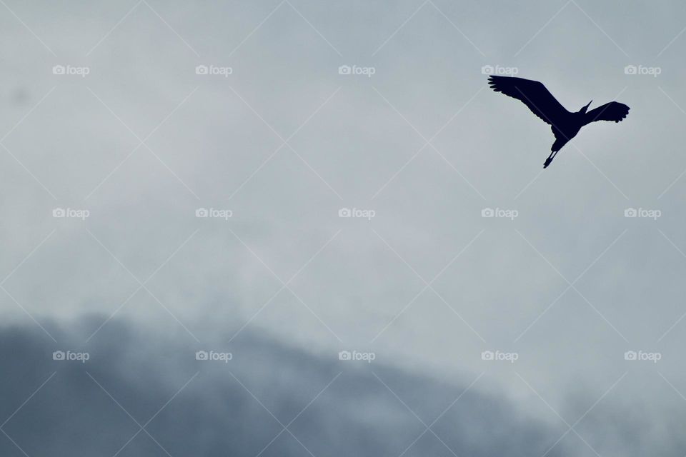 A great blue heron flies overhead, looking for a branch on which to perch in the Chambers Bay estuary. Steilacoom, Washington 