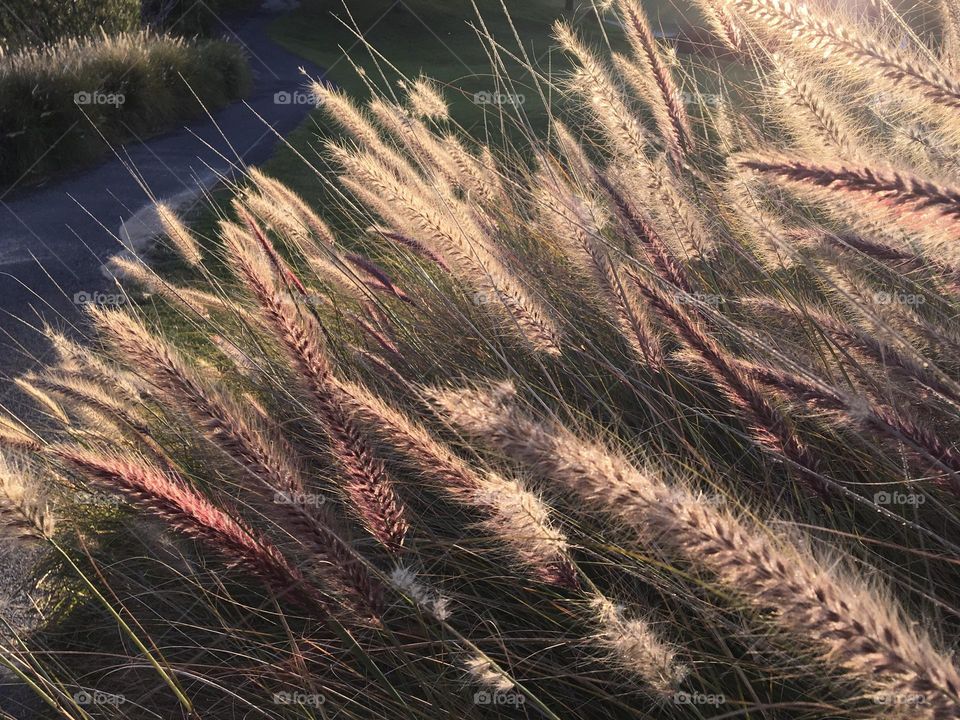 Evening sunlight in grass