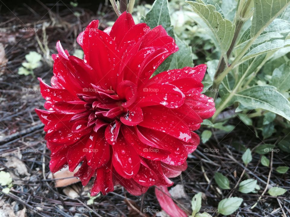 Pink dew covered flower.