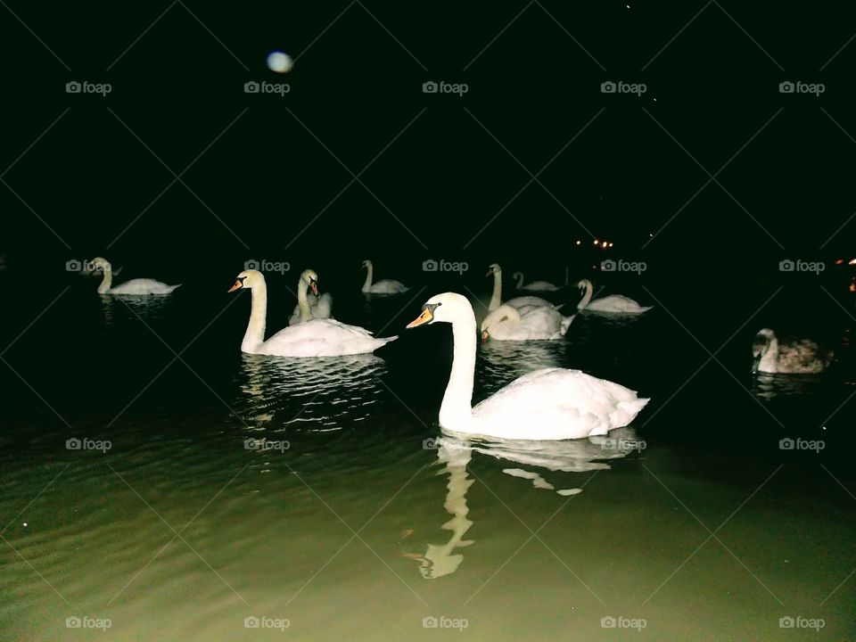 swans