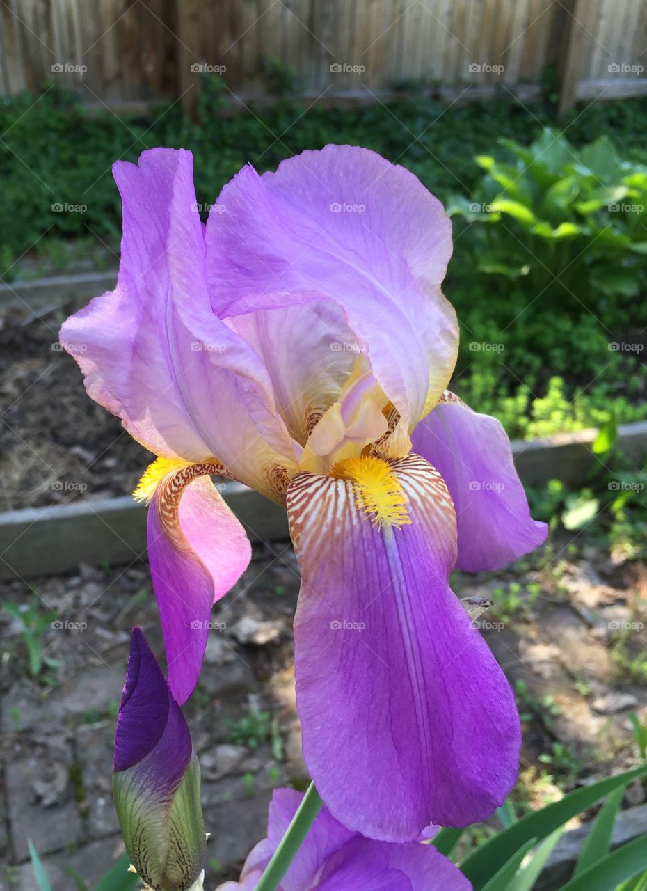 Soft purple iris 
