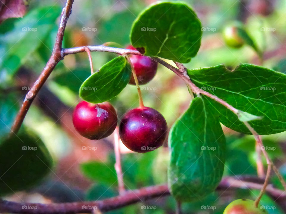 close up wild huckleberry on bush ripening process