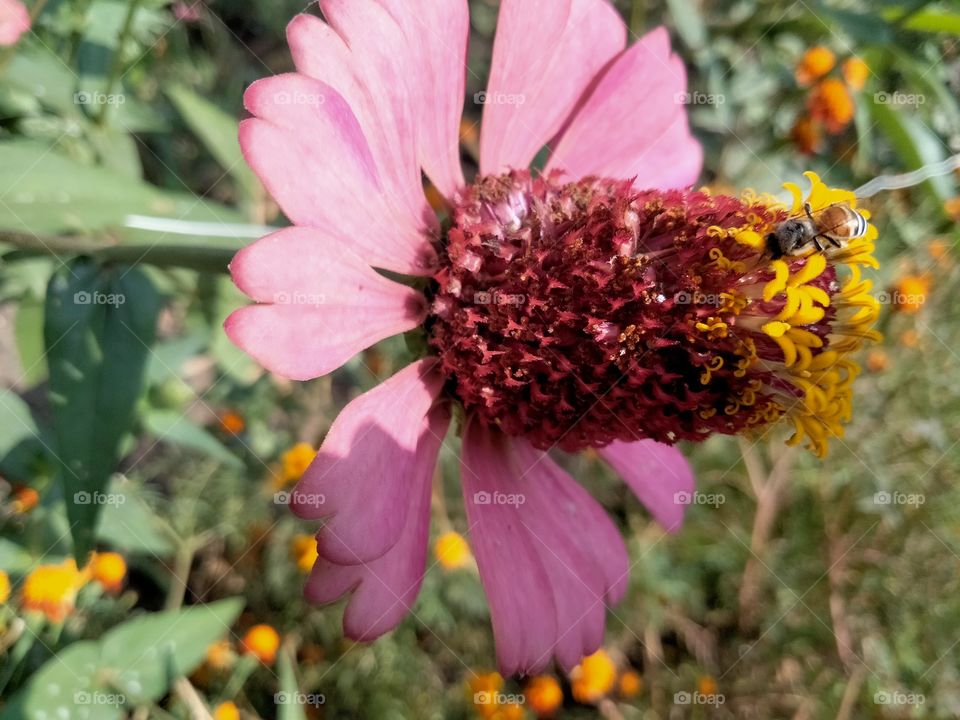 Zinnia elegans known as youth-and-age, common zinnia or elegant zinnia, is an annual flowering plant in the daisy family Asteraceae.