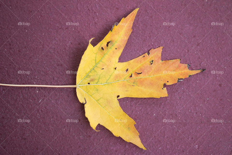 Yellow leaf