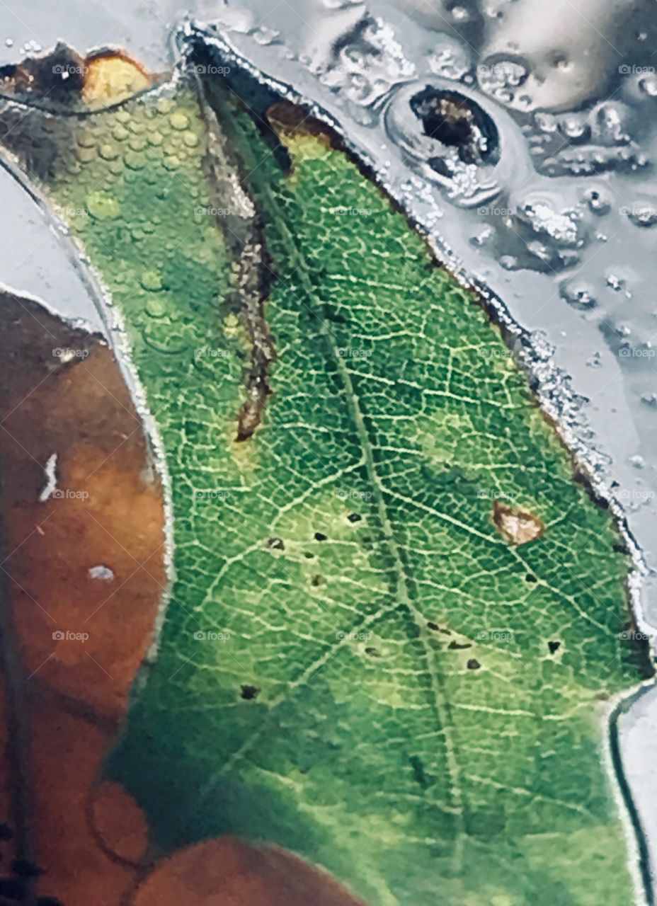 Leaves on a Dew Dropped Windshield 