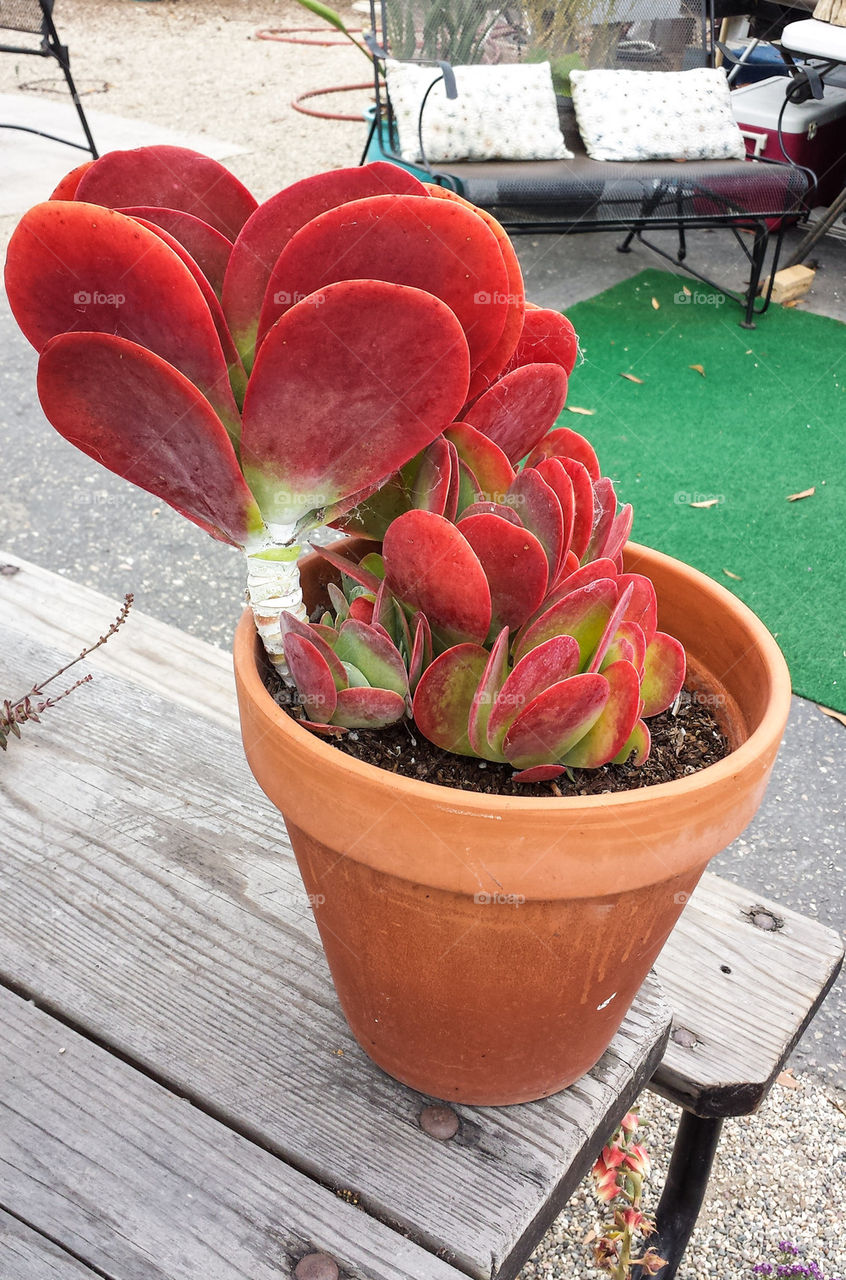 Heart shaped succulent