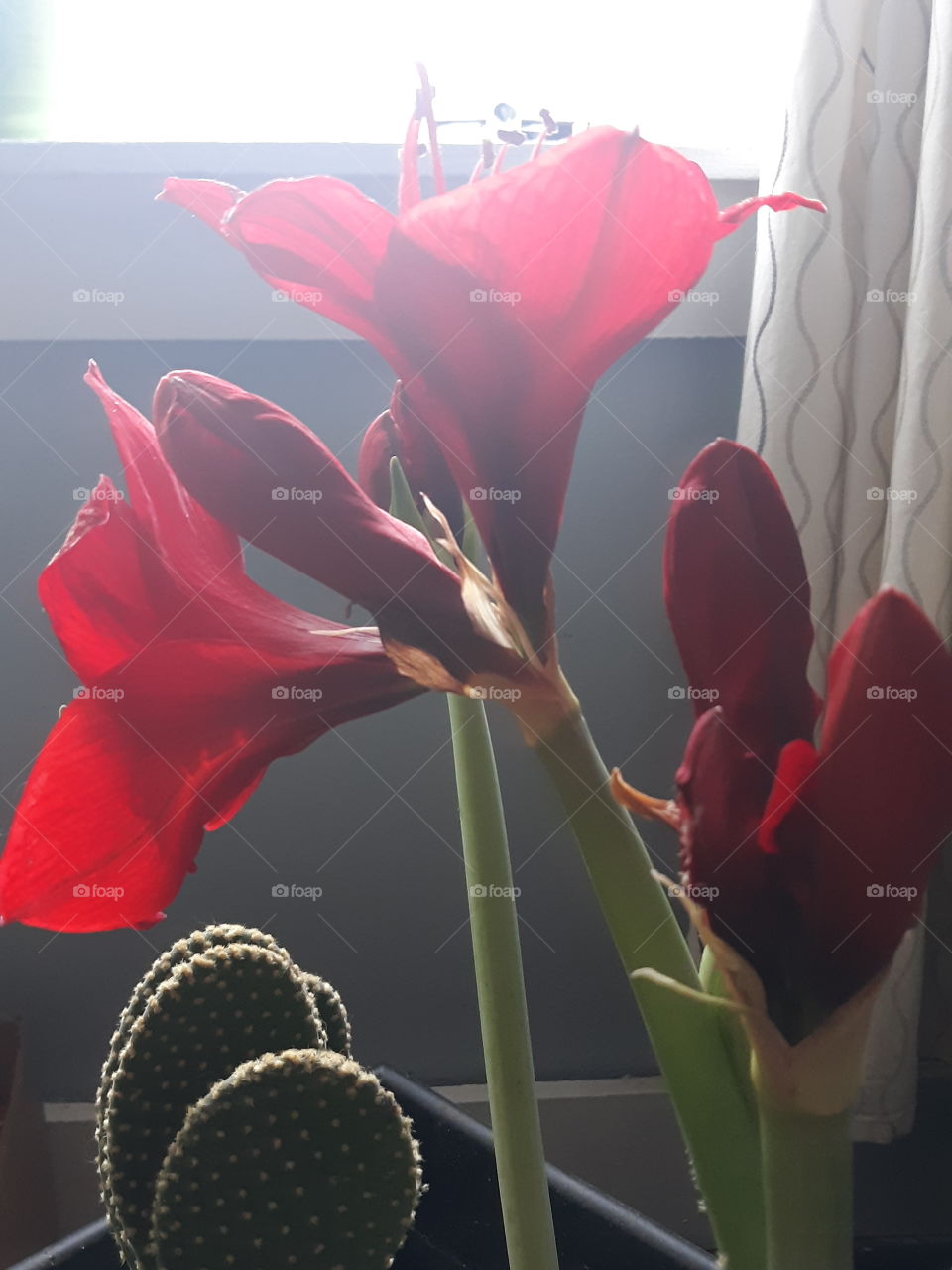 red amaryllis