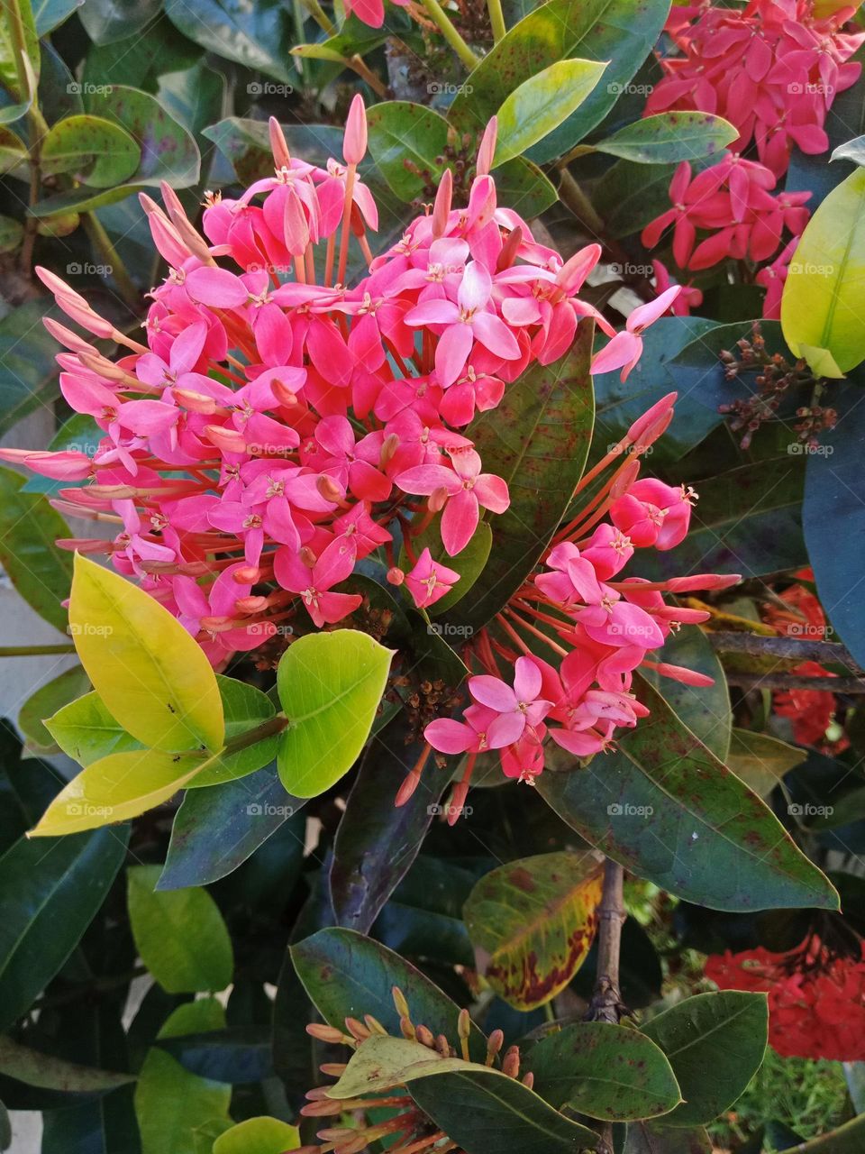 Pink flowers, leaves,  nature