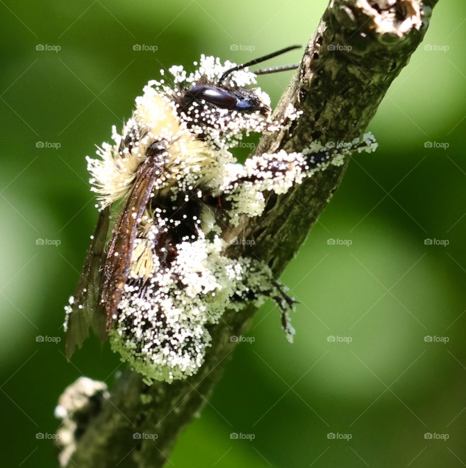 Pollen covered Bee