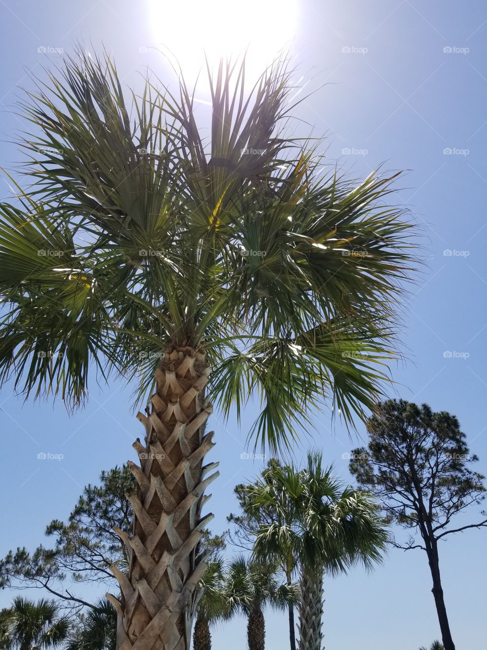 Palm Trees on Hilton Head