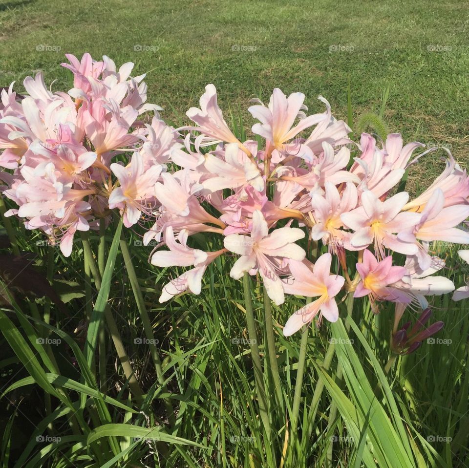 Resurrection lilies 