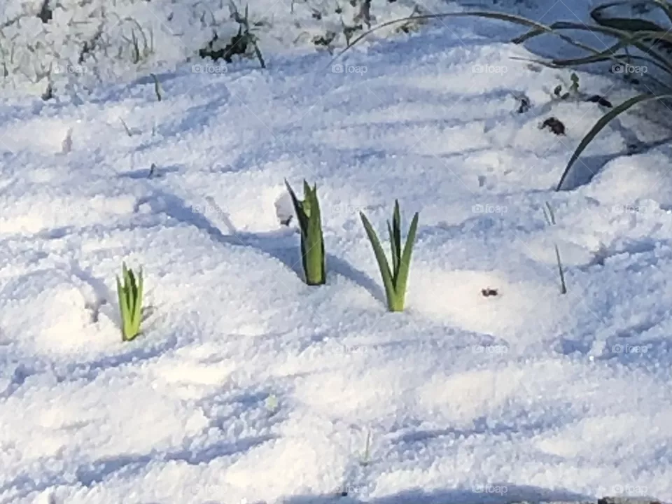 First signs of spring 