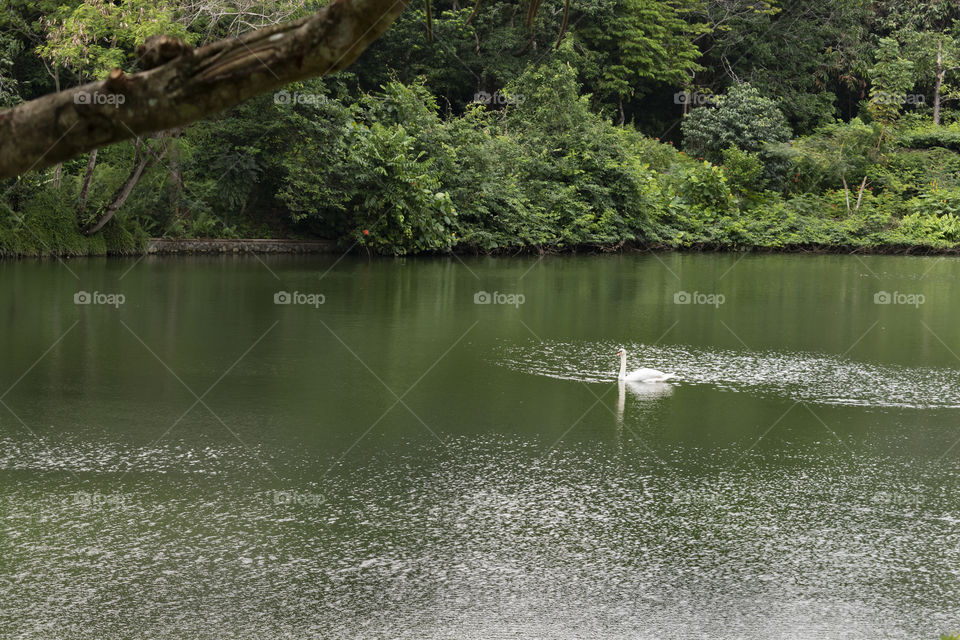 White swan on the lake