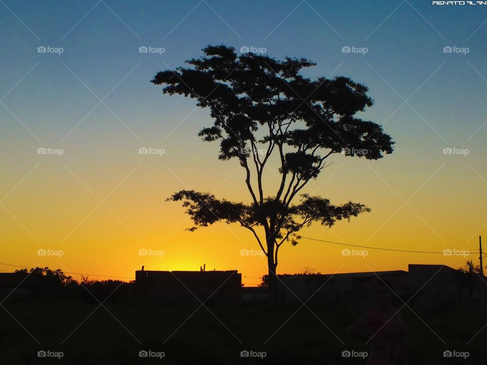 Tree and Sunset