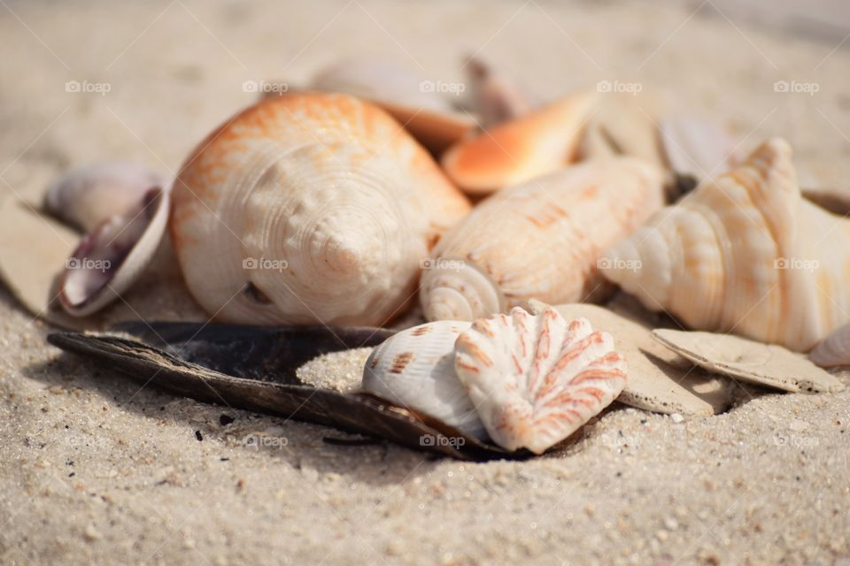 Various seashells on sand